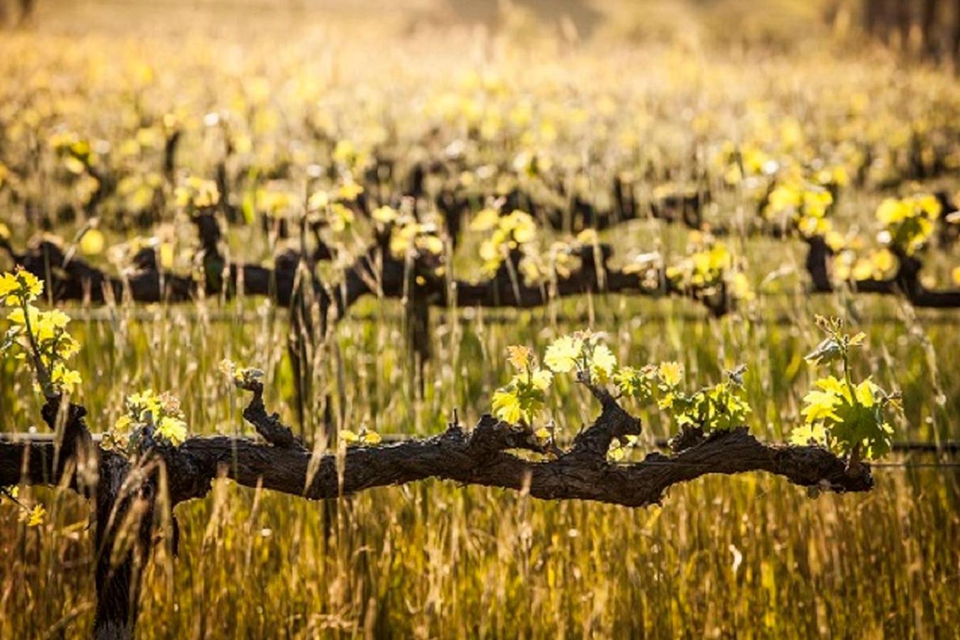스텔렌보스 Domaine Coutelier 아파트 외부 사진