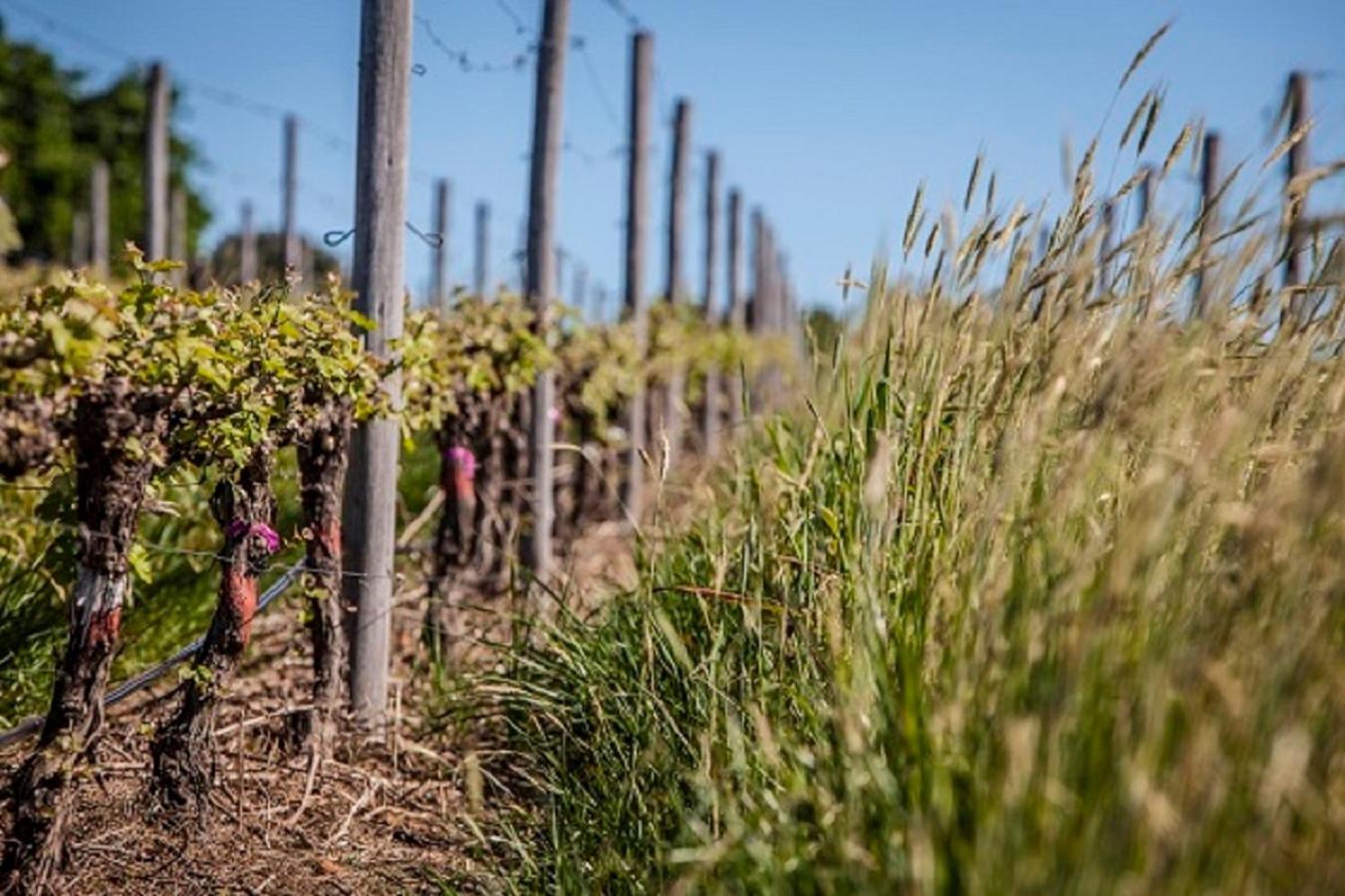 스텔렌보스 Domaine Coutelier 아파트 외부 사진